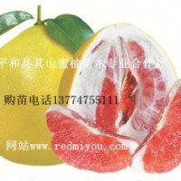 紅皮紅肉蜜柚苗批發(fā)