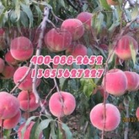 青州映霜紅桃苗價格