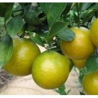 供應(yīng)皇帝柑果苗