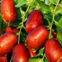 10萬株棗樹苗急需出售