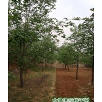 河北保定柿樹基地柿子溝 大量供應(yīng)