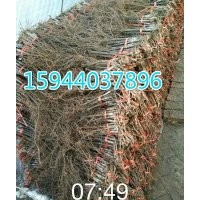 茉莉香葡萄苗，郁金香葡萄苗，著色香葡萄苗