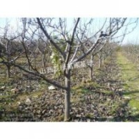 供應(yīng)綠化果 樹，山楂樹，蘋果樹，柿子樹
