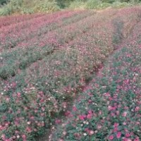 湖南長沙4公分桂花樹價格