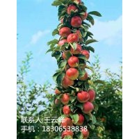 美食觀賞為一體蘋果苗、柱狀蘋果樹苗