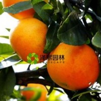 澤熙正品供應(yīng)愛(ài)媛28號(hào)紅美人桔苗果苗嫁接果樹(shù)果苗批發(fā)