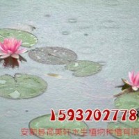 睡蓮苗|睡蓮|荷美軒(多圖)