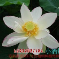 荷美軒(圖)_批發(fā)荷花苗_荷花苗