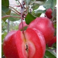 山西紅肉蘋(píng)果苗