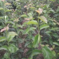 山東泰安柱狀梨批發(fā)價格