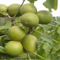 山東核桃苗基地 核桃苗價(jià)格