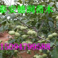 岱香核桃苗行情 報(bào)價(jià)