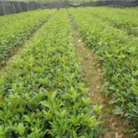 利源桂花_萍鄉(xiāng)金桂苗_金桂苗木