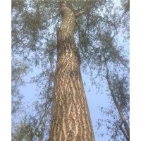 峻峰竹柳、泰安竹柳、竹柳制品