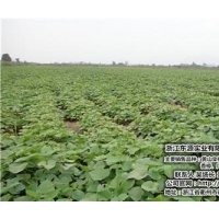 紅楠哪家好,江蘇紅楠,十里豐農(nóng)場有口皆碑(多圖)