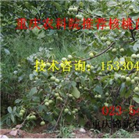 萬州香玲核桃苗基地 萬州香玲核桃苗價格 萬州香玲核桃苗供應(yīng)