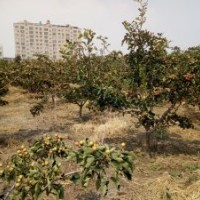 出售掛果的山楂樹 山楂小喵