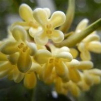 莎莎園藝|福建桂花苗木|桂花苗木包郵