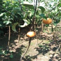 黃冠梨樹苗 圓黃梨樹苗 梨樹苗價(jià)格 品種全 價(jià)格低