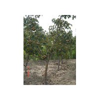 供應(yīng)桃樹 棗樹 杏樹 梨樹 山楂樹 柿子樹