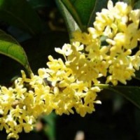 四季桂苗圃|青海四季桂|莎莎園藝(圖)