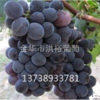 浙江葡萄苗基本培育知識(shí)