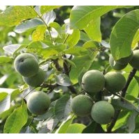 核桃苗木哪家好/魯粒核桃苗木/核桃苗木生產(chǎn)商