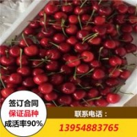 俄羅斯8號(hào)櫻桃苗 含香櫻桃苗 價(jià)格