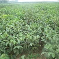 8518核桃苗木多少錢,吉林8518核桃苗木,洛林苗圃