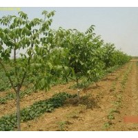 7-8-9-10公分占地山楂樹 核桃樹