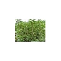 山西優(yōu)質嫁接櫻桃苗蘋果苗