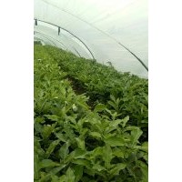 蜜柚苗 茂谷柑苗