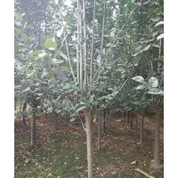 西府海棠苗批發(fā)商|濟(jì)南西府海棠|星衛(wèi)苗木(多圖)