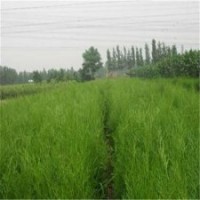 側(cè)柏幾年|側(cè)柏|瀅涵苗木中心(多圖)