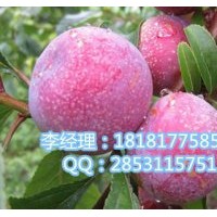 遂寧秋姬李，遂寧嫁接秋姬李，遂寧秋姬李基地