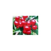 供應(yīng)核桃苗 櫻桃苗 蘋(píng)果苗