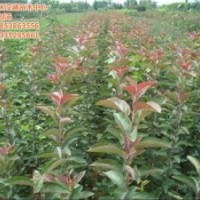 北美海棠,瀅涵苗木中心,優(yōu)質(zhì)北美海棠