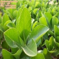 毛冬青價(jià)格、冬青、瀅涵苗木中心(查看)