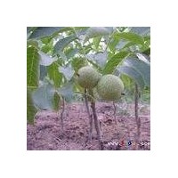 供應(yīng)核桃苗