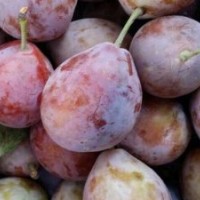 西梅苗繁育基地