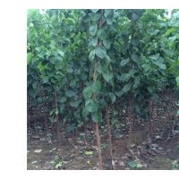 紅富士蘋果苗，嫁接成品蘋果苗