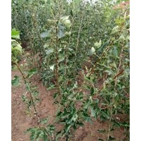 供應(yīng)山楂苗