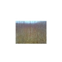 優(yōu)質蘋果苗 桃樹苗 山楂苗