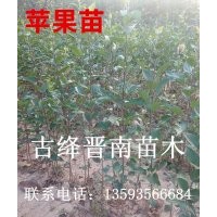 葡萄苗 梨樹苗 柿子苗