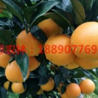 湖南錦蜜冰糖橙基地 供30-70cm高錦蜜冰糖橙苗