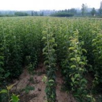 紅香酥梨樹苗 紅香酥梨樹苗農(nóng)戶直銷