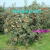 出售2公分3公分蘋果樹大量出售