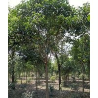 金森女貞苗木球|濟(jì)南苗木|蕪湖天藝(圖)