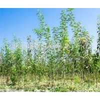 蘋果富士成品大苗