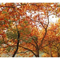 供應(yīng)速生法梧